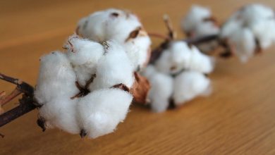 Photo of List of Natural Fibres – An Overview